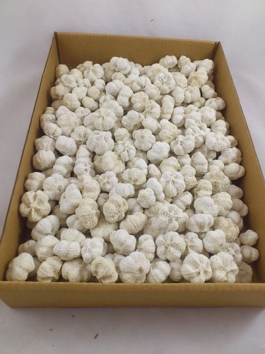 Mini pumpkin 750 gr. gebleekt wit